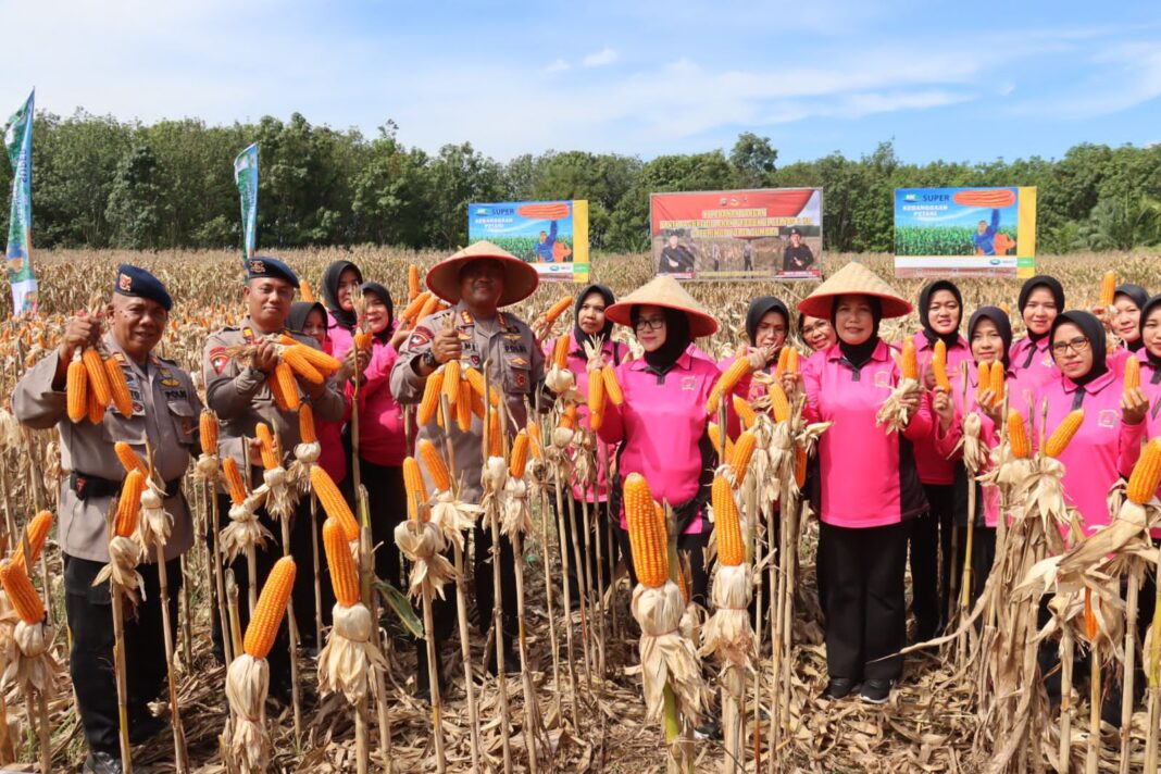 Dansat Brimob Polda Sumbar pimpin panen jagung di Padang Tujuh